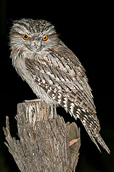 Tawny Frogmouth