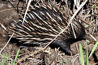 Short-beaked Echidna