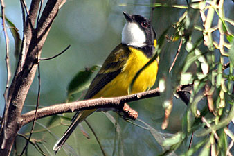 Golden Whistler