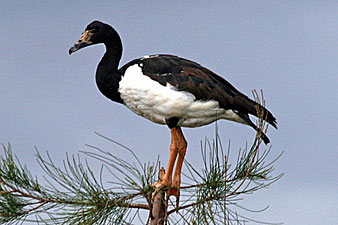 Magpie Goose