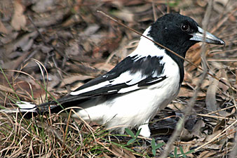 Pied Butcherbird