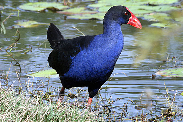 Purple Swamphen