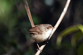 Female Red-backed Fairy-wren