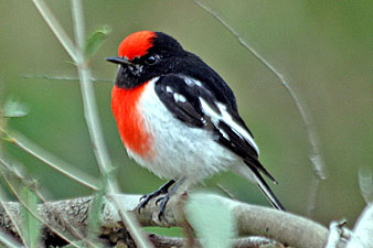 Red-capped Robin