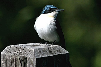 Restless Flycatcher