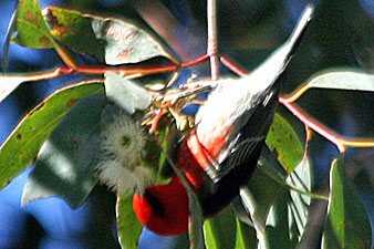 Sacred Honeyeater