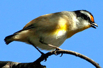 Striated Pardalote