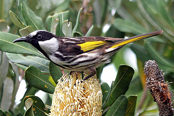 White-cheeked Honeyeater