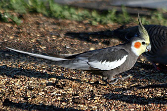 Cockatiel