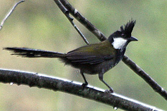 Eastern Whipbird