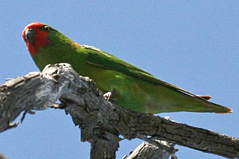 Little Lorikeet