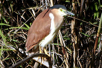 Nankeen Night-Heron