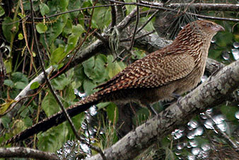 Pheasant Coucal