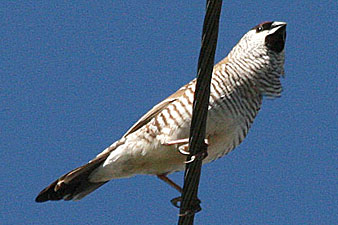 Plum-headed Finch