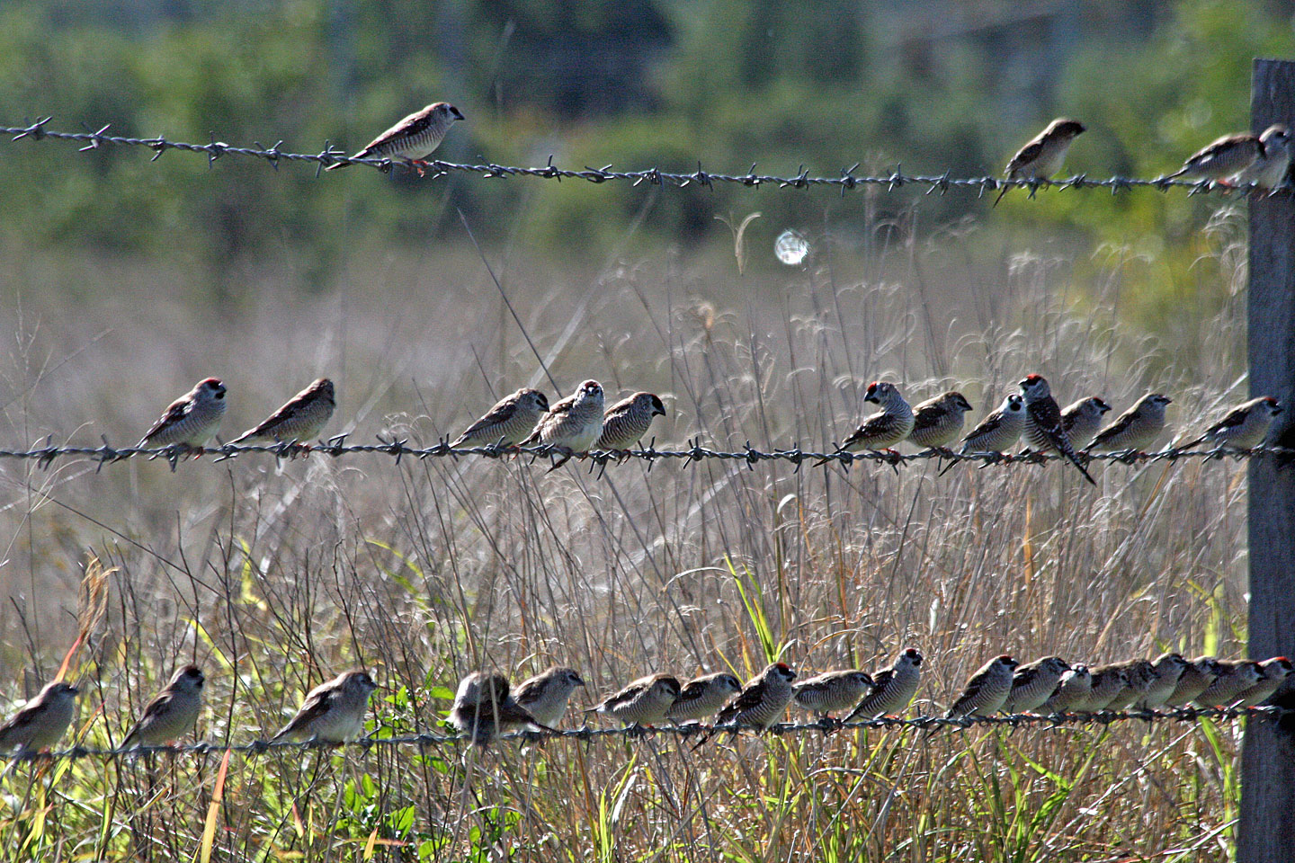 Plum-headed Finches