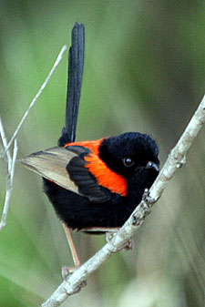 Red-backed Fairy-wren