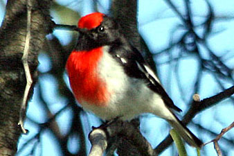 Red-capped Robin