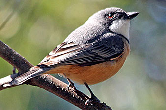 Rufous Whistler