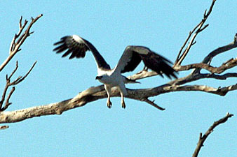 White-bellied Sea-Eagle