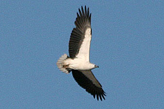 White-bellied Sea-Eagle