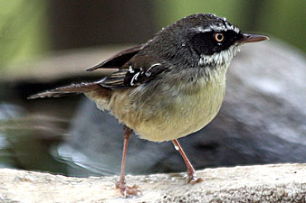 White-browed Scrubwren