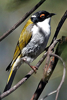 White-naped Honeyeater