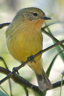 Yellow Thornbill