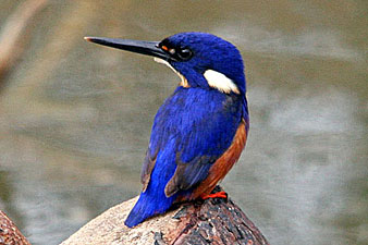 Azure Kingfisher