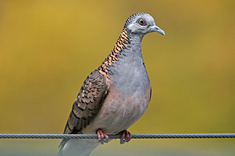 Bar-shouldered Dove