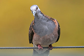 Bar-shouldered Dove