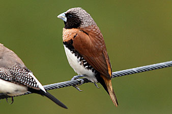 Chestnut-breasted Mannikin