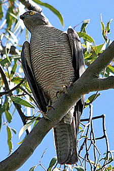 Collared Sparrowhawk