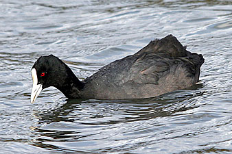 Eurasian Coot