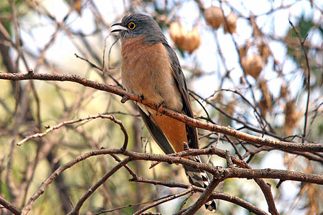 Fan-tailed Cuckoo