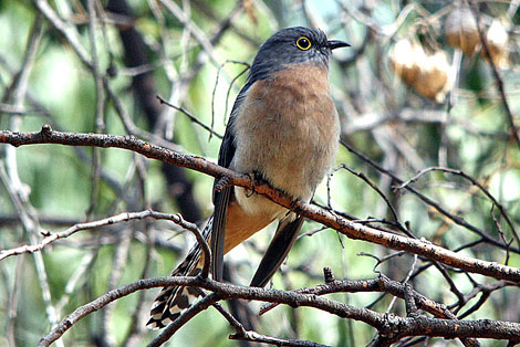 Fan-tailed Cuckoo