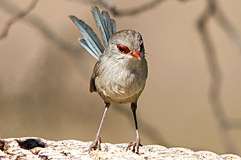 Variegated Fairy-wren