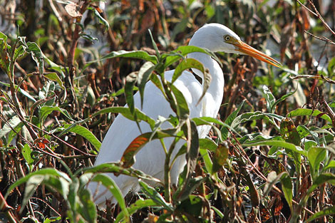 Intermediate Egret