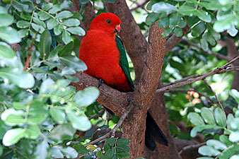 Australian King Parrot