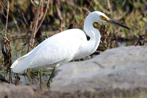 Little Egret