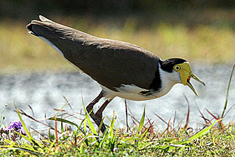 Masked Lapwing