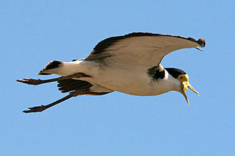 Masked Lapwing