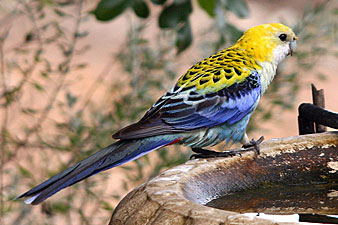 Pale-headed Rosella