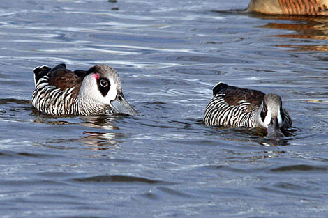 Pink-eared Duck