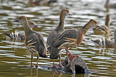 Plumed Whistling-Duck