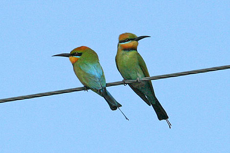 Rainbow Bee-eaters