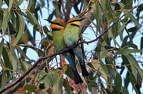 Rainbow Bee-eaters