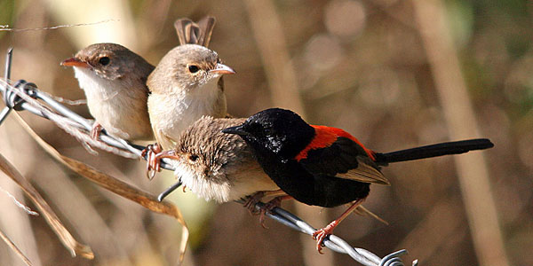 Red-backed Fairy-wren