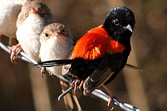 Red-backed Fairy-wren