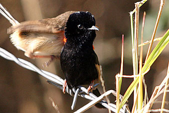 Red-backed Fairy-wren