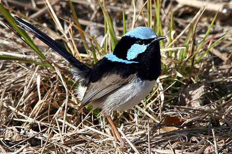 Superb Fairy-wren